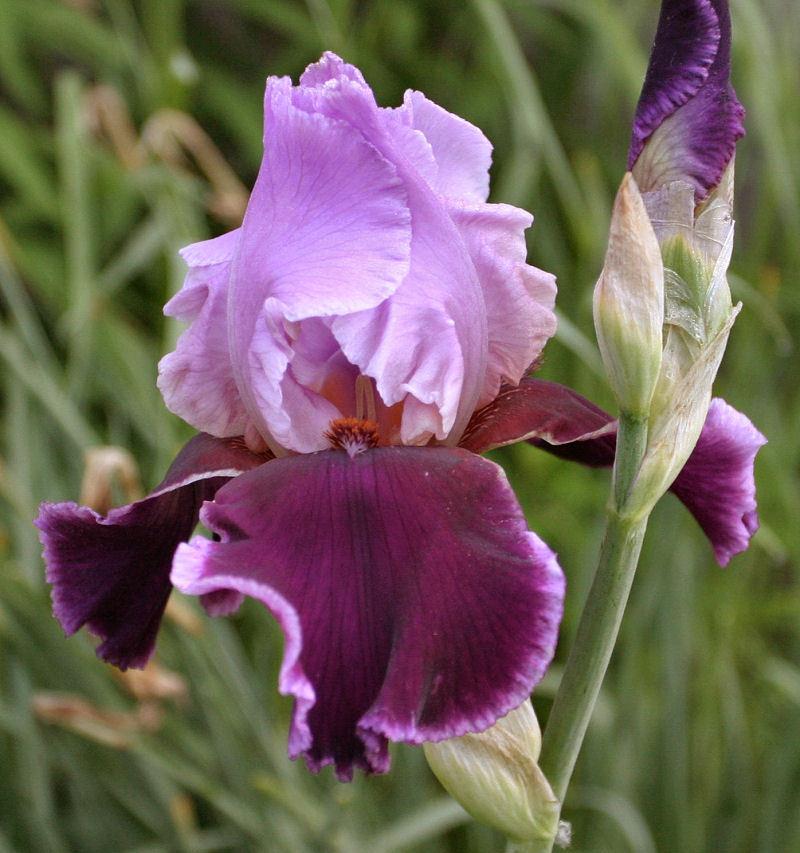 Photo of Tall Bearded Iris (Iris 'So Fine') uploaded by MShadow