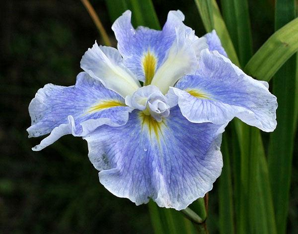 Photo of Japanese Iris (Iris ensata 'Sing the Blues') uploaded by MShadow