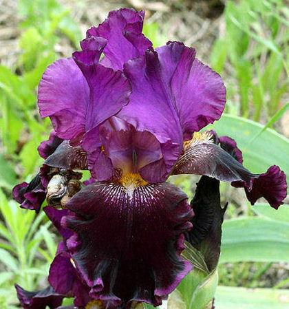Photo of Tall Bearded Iris (Iris 'Sooner Serenade') uploaded by MShadow