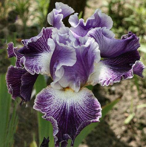 Photo of Tall Bearded Iris (Iris 'Telepathy') uploaded by MShadow
