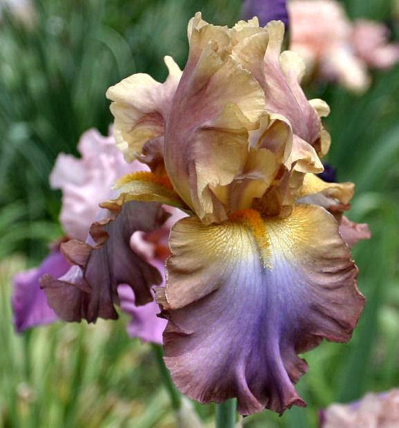 Photo of Tall Bearded Iris (Iris 'Tamara Kay') uploaded by MShadow