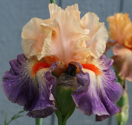 Photo of Tall Bearded Iris (Iris 'Undercurrent') uploaded by MShadow