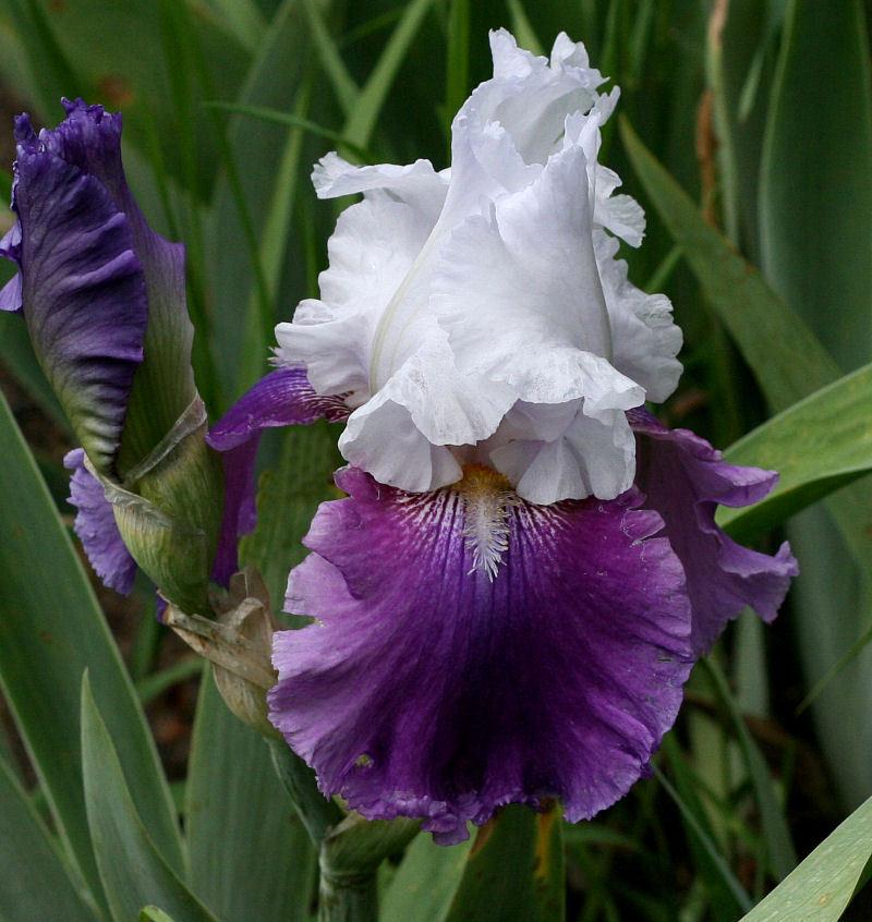 Photo of Tall Bearded Iris (Iris 'World Class') uploaded by MShadow