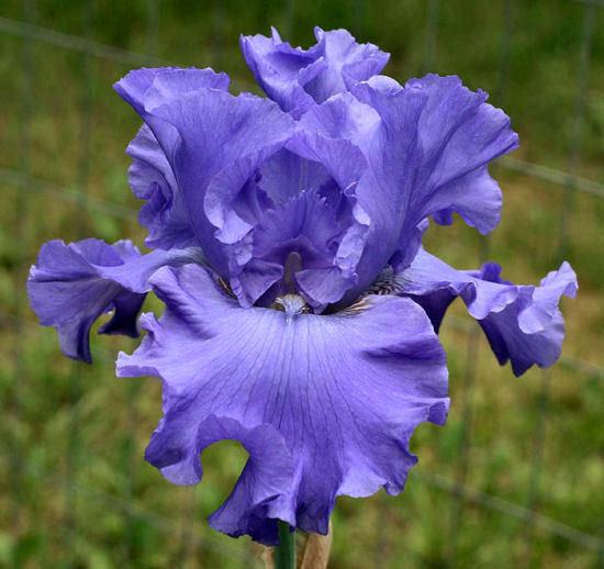 Photo of Tall Bearded Iris (Iris 'Yaquina Blue') uploaded by MShadow
