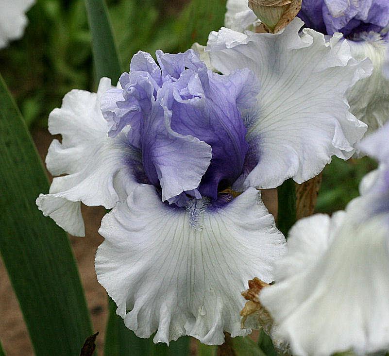 Photo of Tall Bearded Iris (Iris 'Wintry Sky') uploaded by MShadow