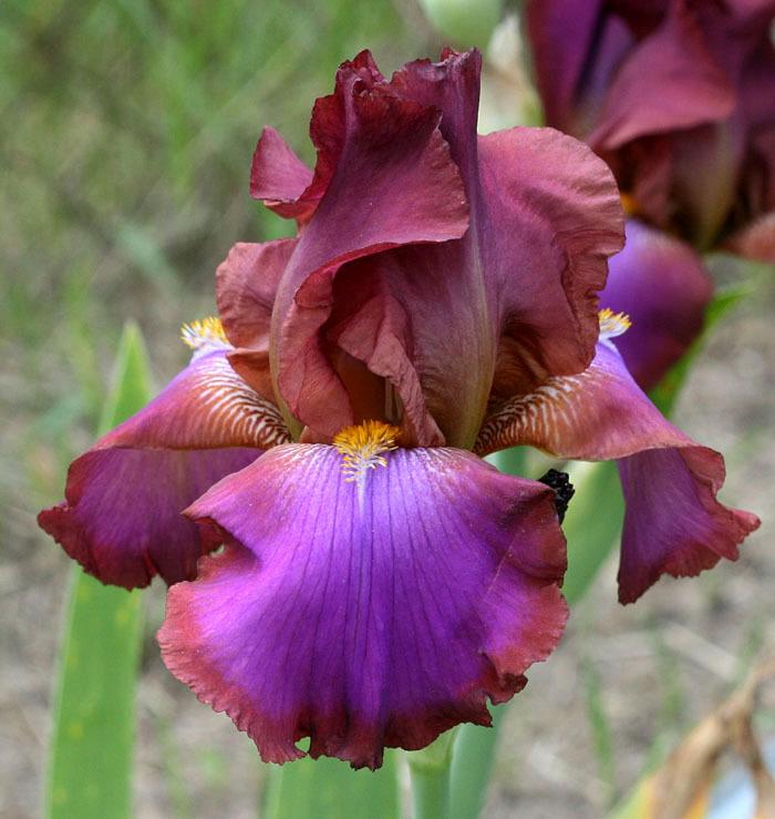 Photo of Tall Bearded Iris (Iris 'Xanthippe's Halo') uploaded by MShadow