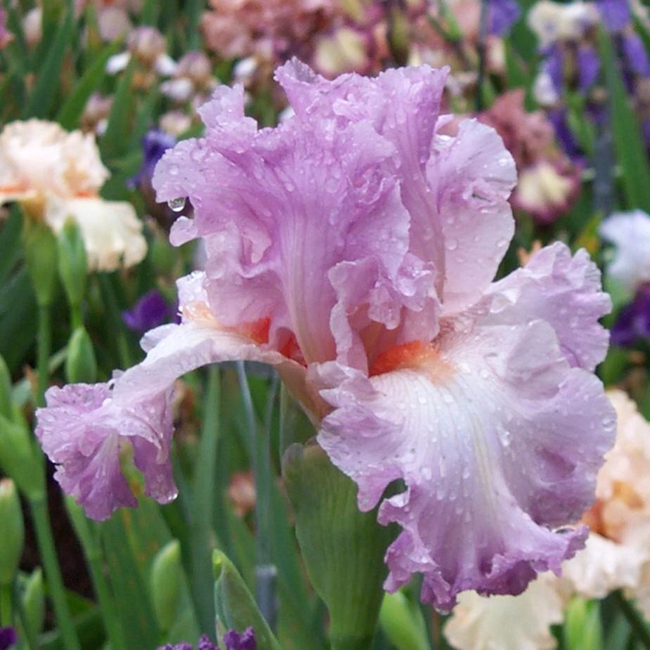 Photo of Tall Bearded Iris (Iris 'Vienna Waltz') uploaded by avmoran