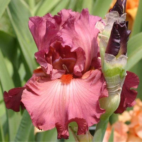 Photo of Tall Bearded Iris (Iris 'Code Red') uploaded by avmoran