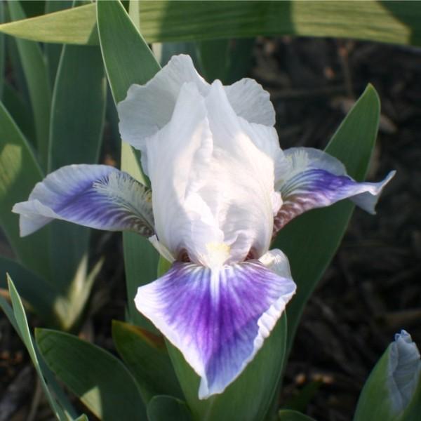 Photo of Standard Dwarf Bearded Iris (Iris 'Boo') uploaded by avmoran
