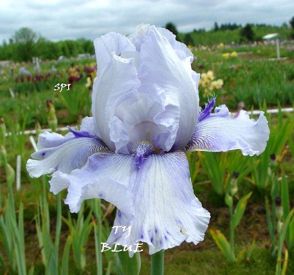 Photo of Tall Bearded Iris (Iris 'Ty Blue') uploaded by irisloverdee