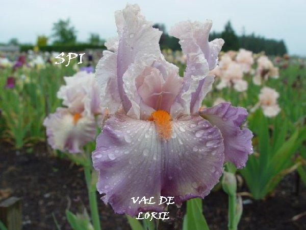 Photo of Tall Bearded Iris (Iris 'Val de Loire') uploaded by irisloverdee