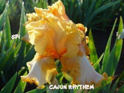 Photo of Tall Bearded Iris (Iris 'Cajun Rhythm') uploaded by irisloverdee