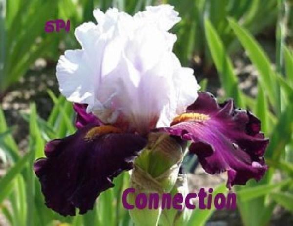 Photo of Tall Bearded Iris (Iris 'Connection') uploaded by irisloverdee