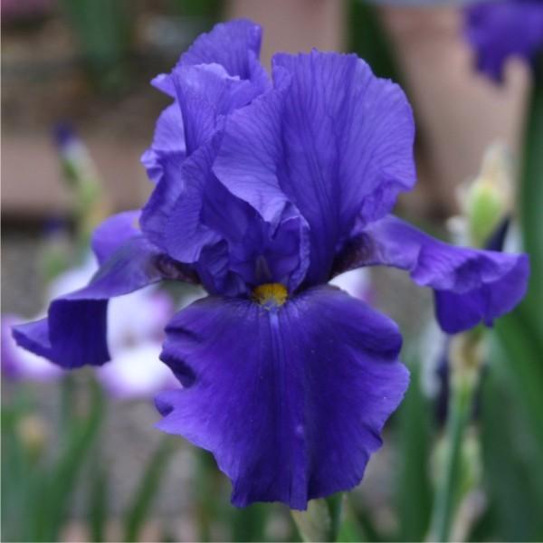 Photo of Tall Bearded Iris (Iris 'Allegiance') uploaded by avmoran