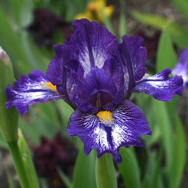 Photo of Standard Dwarf Bearded Iris (Iris 'Antics') uploaded by avmoran