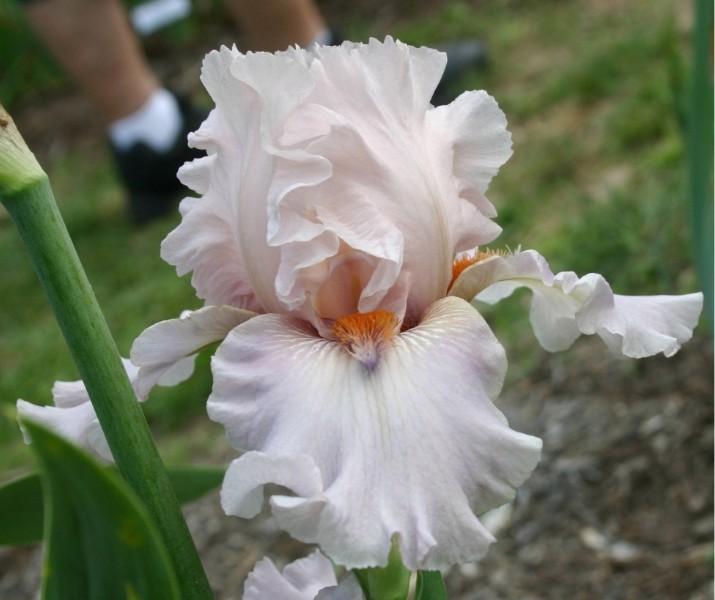 Photo of Tall Bearded Iris (Iris 'Awesome Alex') uploaded by avmoran