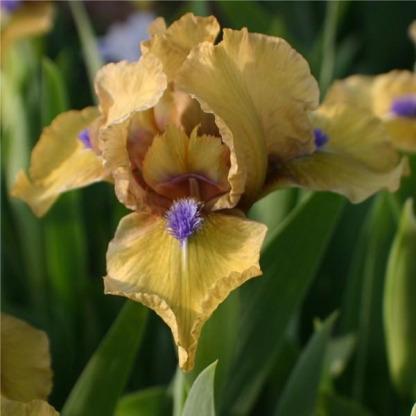 Photo of Standard Dwarf Bearded Iris (Iris 'Aladdin's Flame') uploaded by avmoran