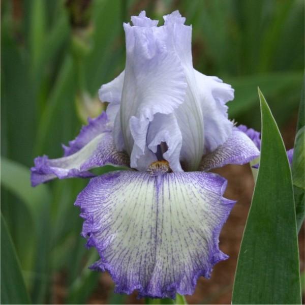 Photo of Tall Bearded Iris (Iris 'Acoma') uploaded by avmoran