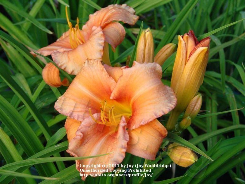 Photo of Daylily (Hemerocallis 'Leebea Orange Crush') uploaded by Joy