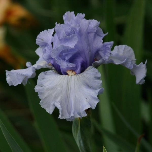 Photo of Tall Bearded Iris (Iris 'Dance Recital') uploaded by avmoran