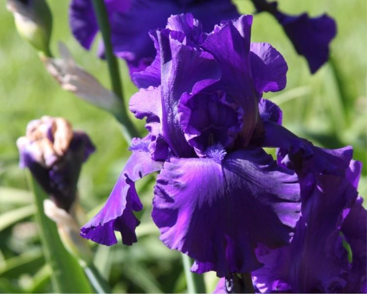 Photo of Tall Bearded Iris (Iris 'Dusky Challenger') uploaded by avmoran