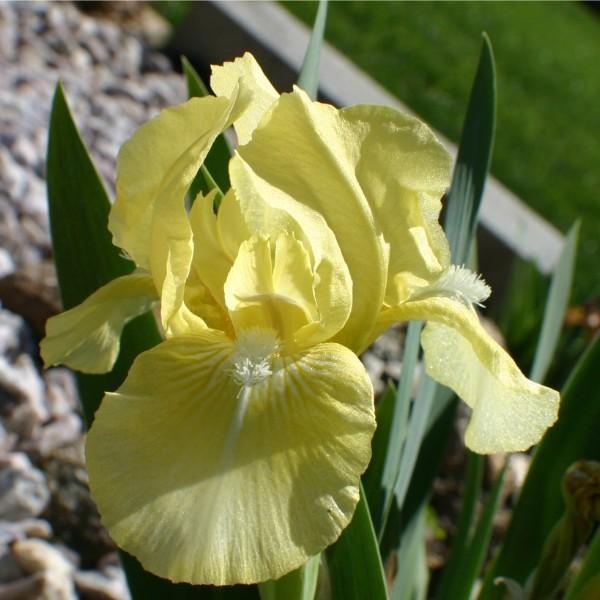 Photo of Standard Dwarf Bearded Iris (Iris 'Baby Blessed') uploaded by avmoran