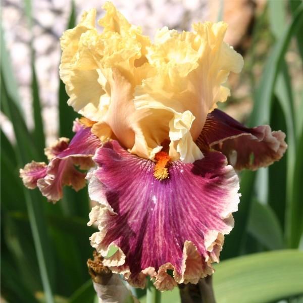 Photo of Tall Bearded Iris (Iris 'Decadence') uploaded by avmoran