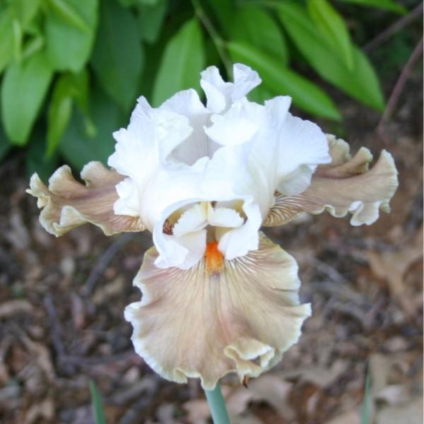 Photo of Tall Bearded Iris (Iris 'Coffee Whispers') uploaded by avmoran