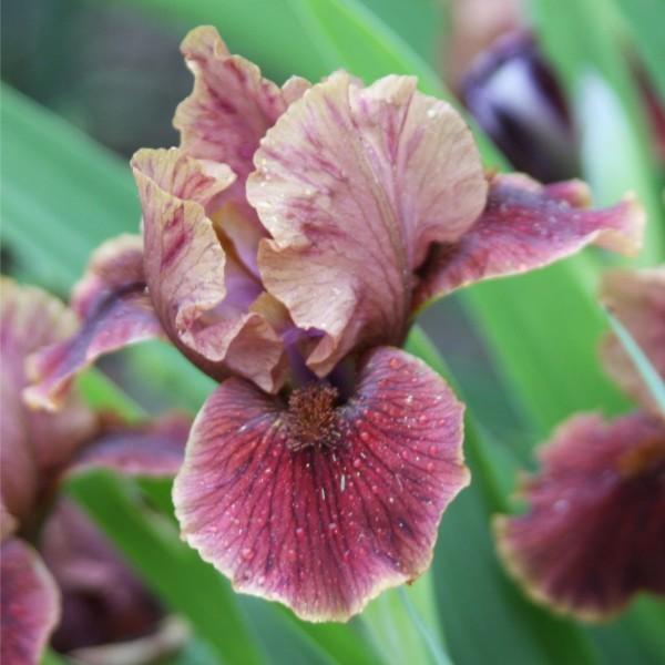 Photo of Standard Dwarf Bearded Iris (Iris 'Death by Chocolate') uploaded by avmoran