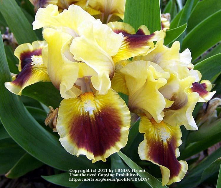 Photo of Standard Dwarf Bearded Iris (Iris 'Jazzamatazz') uploaded by TBGDN