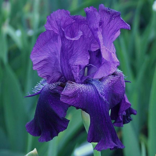 Photo of Tall Bearded Iris (Iris 'Batman') uploaded by avmoran