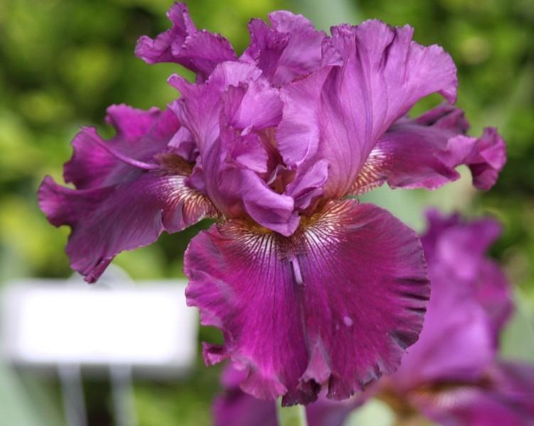 Photo of Tall Bearded Iris (Iris 'Bewitching Hour') uploaded by avmoran