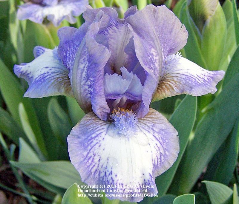 Photo of Standard Dwarf Bearded Iris (Iris 'Chubby Cheeks') uploaded by TBGDN