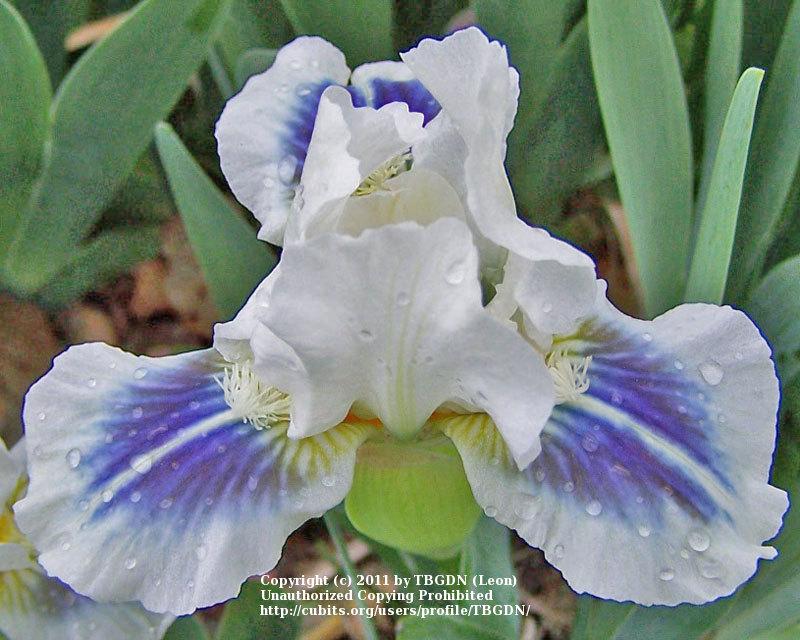 Photo of Standard Dwarf Bearded Iris (Iris 'Gentle Grace') uploaded by TBGDN