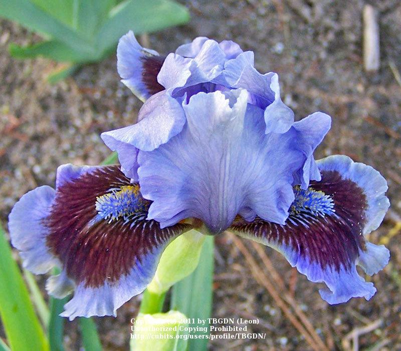Photo of Standard Dwarf Bearded Iris (Iris 'Island') uploaded by TBGDN
