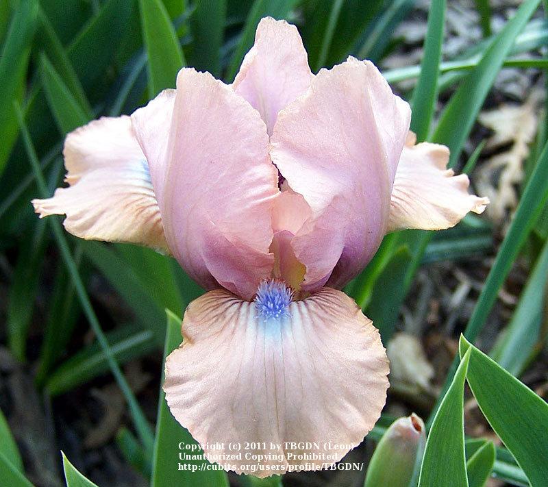 Photo of Standard Dwarf Bearded Iris (Iris 'Chanted') uploaded by TBGDN
