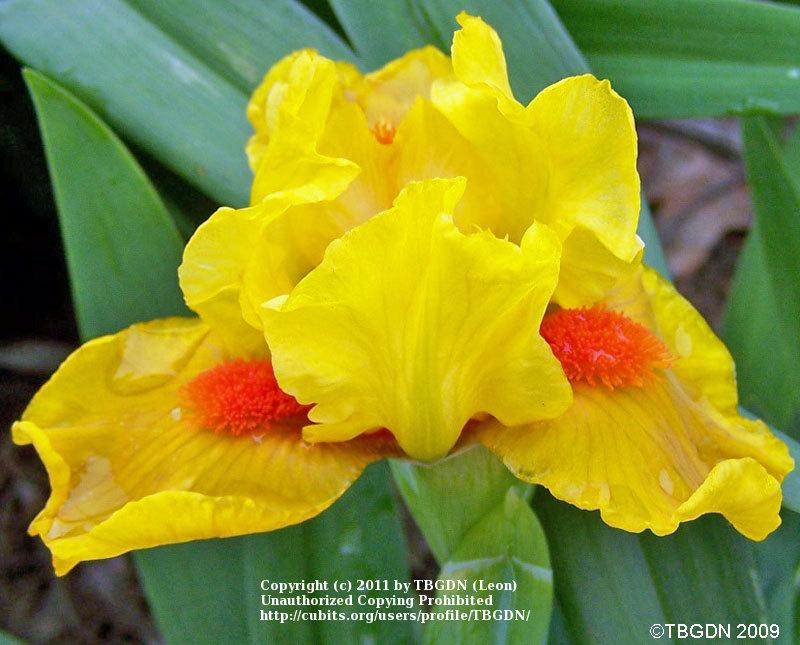 Photo of Standard Dwarf Bearded Iris (Iris 'Yahtzee') uploaded by TBGDN