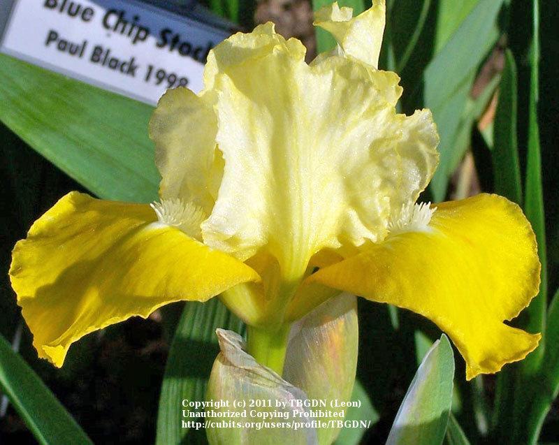Photo of Standard Dwarf Bearded Iris (Iris 'Vavoom') uploaded by TBGDN
