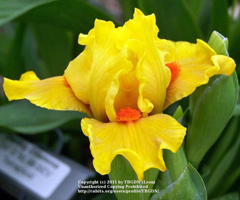 Photo of Standard Dwarf Bearded Iris (Iris 'Yahtzee') uploaded by TBGDN