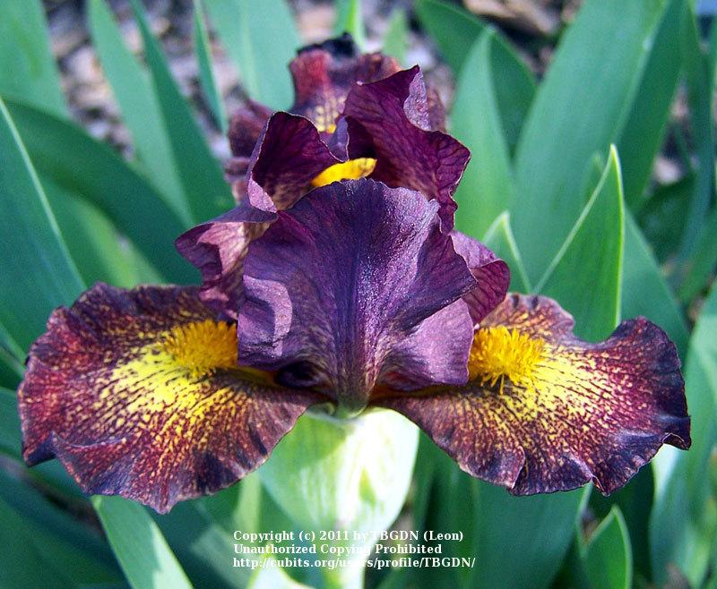 Photo of Standard Dwarf Bearded Iris (Iris 'Firestorm') uploaded by TBGDN