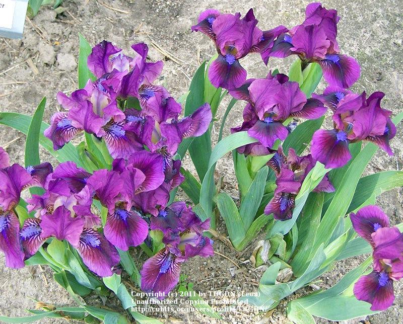 Photo of Standard Dwarf Bearded Iris (Iris 'Raspberry Jam') uploaded by TBGDN