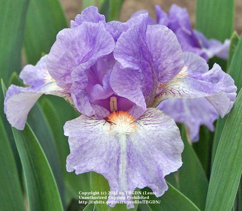 Photo of Standard Dwarf Bearded Iris (Iris 'Gal Pal') uploaded by TBGDN