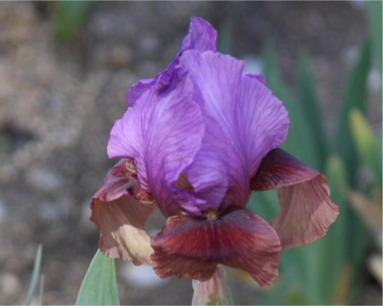 Photo of Arilbred Iris (Iris 'Calypso Clown') uploaded by avmoran