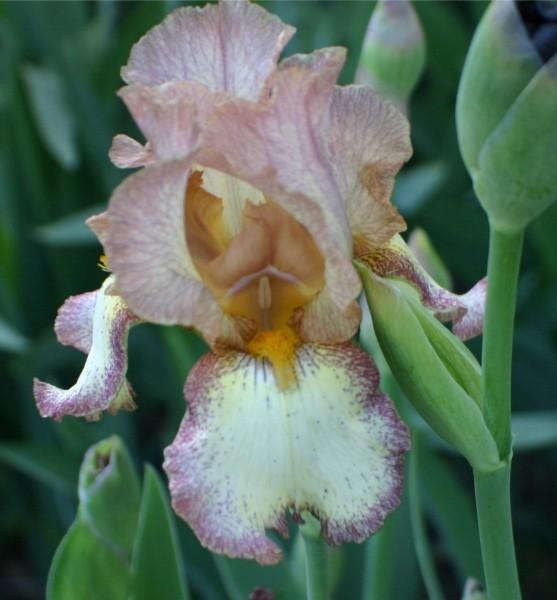 Photo of Tall Bearded Iris (Iris 'Burgundy Brown') uploaded by avmoran