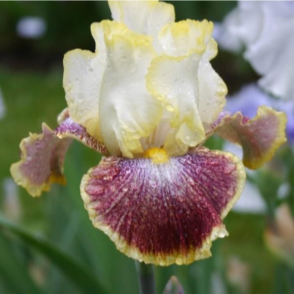 Photo of Tall Bearded Iris (Iris 'Carnival Ride') uploaded by avmoran