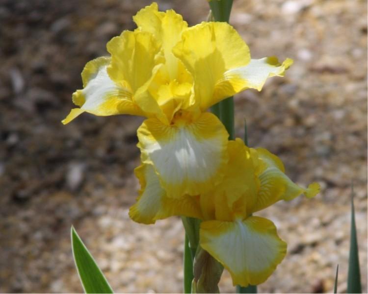 Photo of Intermediate Bearded Iris (Iris 'Bottled Sunshine') uploaded by avmoran