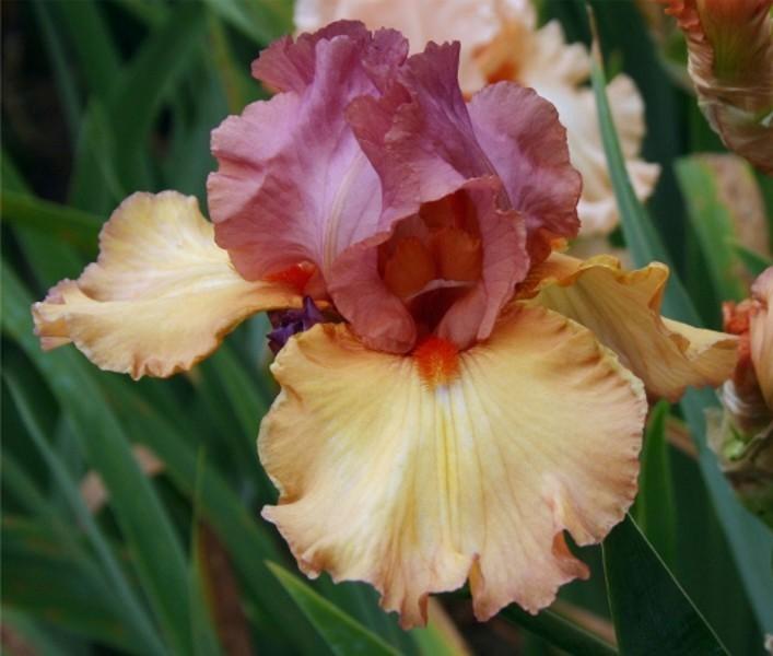 Photo of Tall Bearded Iris (Iris 'Bold Expression') uploaded by avmoran
