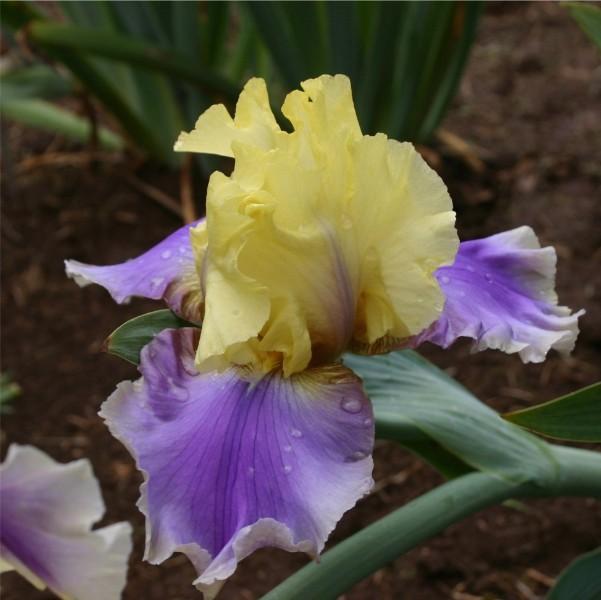 Photo of Tall Bearded Iris (Iris 'Carter Spring') uploaded by avmoran