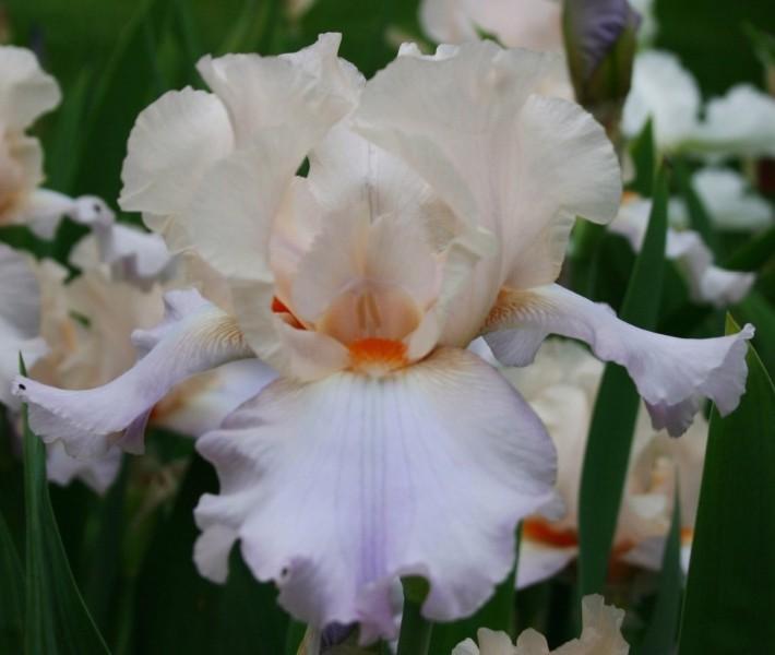 Photo of Tall Bearded Iris (Iris 'Celebration Song') uploaded by avmoran