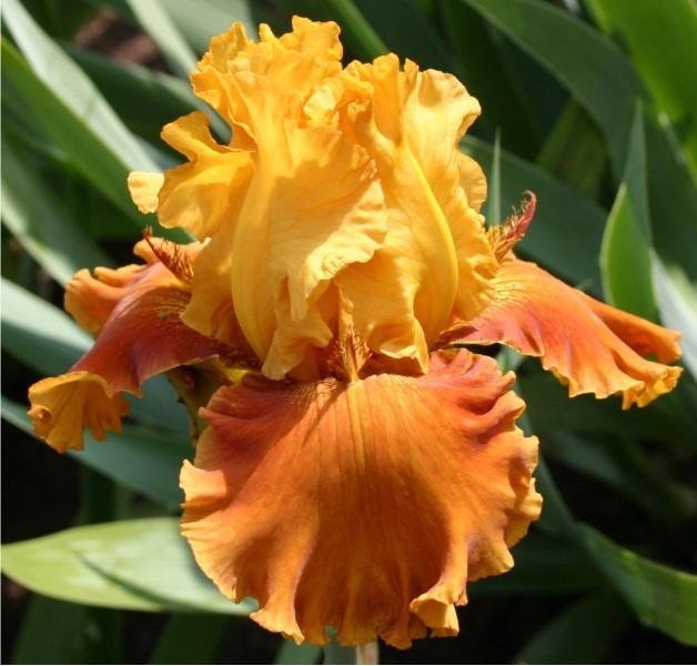 Photo of Tall Bearded Iris (Iris 'Blazing Beacon') uploaded by avmoran